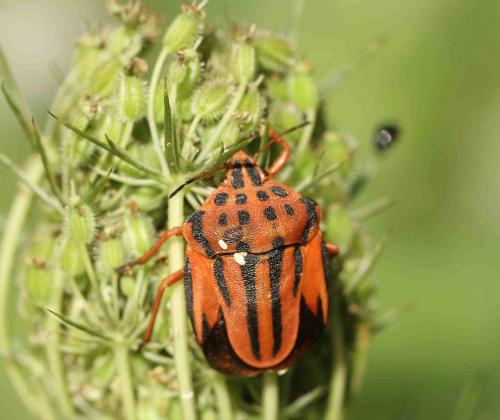 Réf. 198 192 : Graphosoma semipunctatum